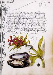 By Hoefnagel, Joris - Manuscript beside a flower, a mussel and an insect