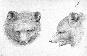 By Brun, Charles - studies of a brown bear, front view and profile