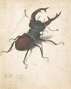By Dürer - Stag beetle