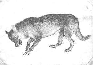 By Pisanello - Standing fox