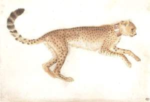 By Pisanello's School - Leopard