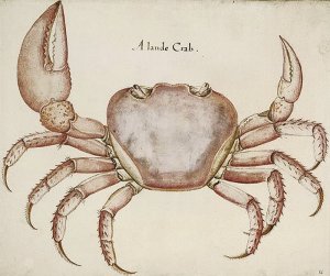 By White, John - Study of a crab